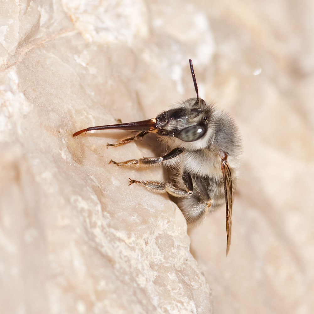 Anthophora spec